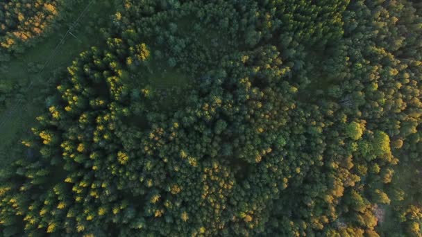 A légi felvétel a zöld nyári erdő és erő vonal — Stock videók