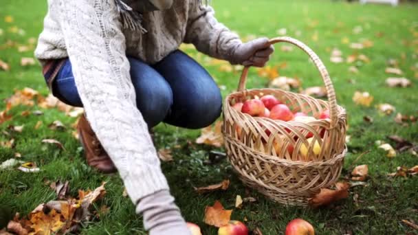 Жінка з кошиком збирає яблука в осінньому саду — стокове відео