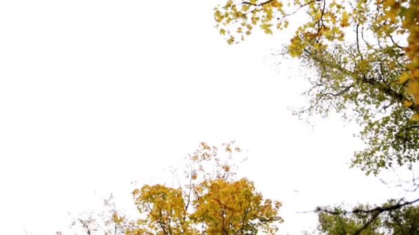 Осенний лес с различными деревьями над небом — стоковое видео