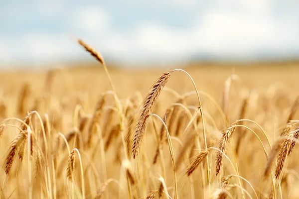 Stråsäd fält med spikelets av mogen råg eller vete — Stockfoto