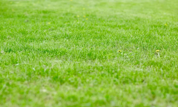 Close up of lawn or meadow with mown grass — Stock Photo, Image