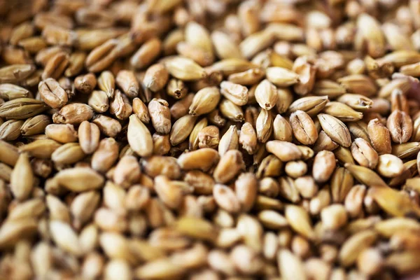 Close up de malte ou grãos de cereais — Fotografia de Stock
