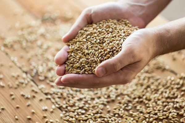 Hombres agricultores manos que sostienen granos de malta o cereales —  Fotos de Stock