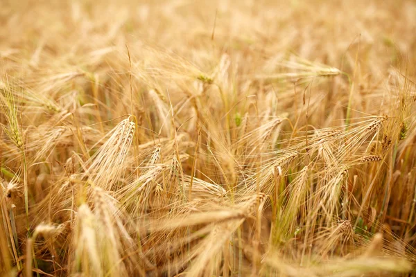 Stråsäd fält med spikelets av mogen råg eller vete — Stockfoto