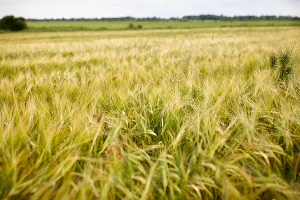 Az érett rozs or búza spikelets gabona területen — Stock Fotó