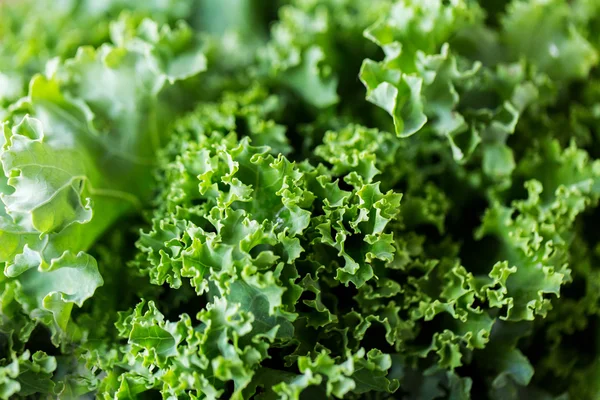 Nahaufnahme von grünem Salatsalat — Stockfoto