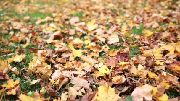 Spadané podzimní javorové listy na louce — Stock video
