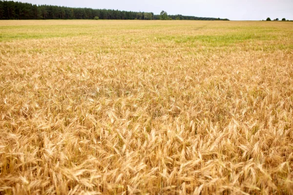 Az érett rozs or búza spikelets gabona területen — Stock Fotó