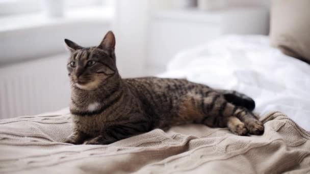 Gato acostado en la cama en casa — Vídeos de Stock