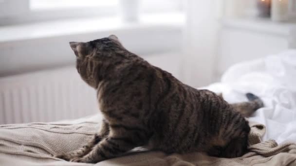 Кошка прыгает с кровати на пол дома — стоковое видео
