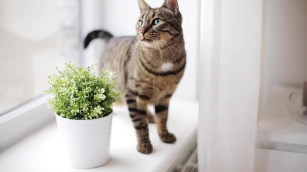 Pencere pervazına evde kedi — Stok video