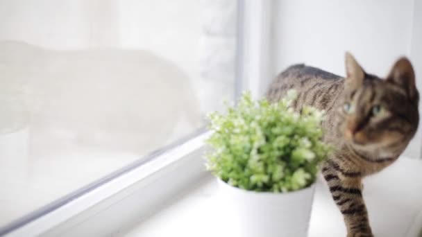 Gato en ventana alféizar en casa — Vídeos de Stock