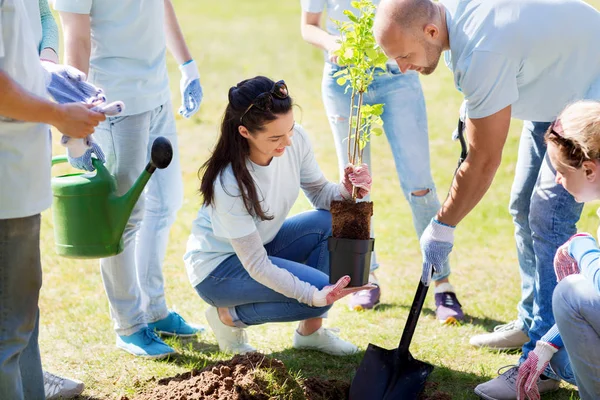 공원에 나무를 심는 자원 봉사자들 — 스톡 사진