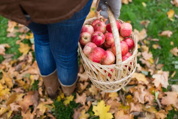 Frau mit Korb voller Äpfel im Herbstgarten — Stockfoto