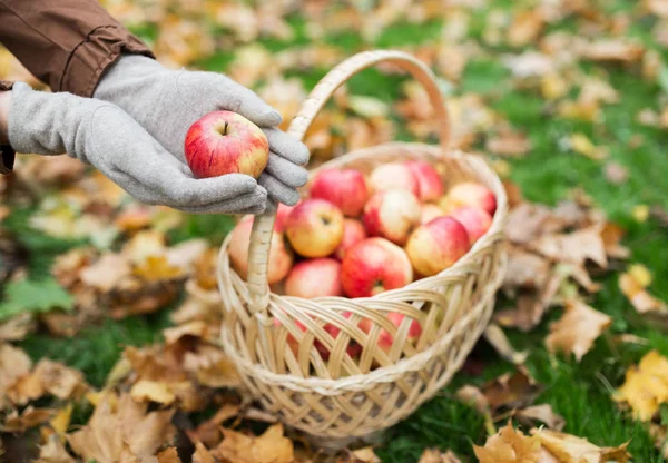 Mujer con cesta de manzanas en el jardín de otoño — Foto de Stock