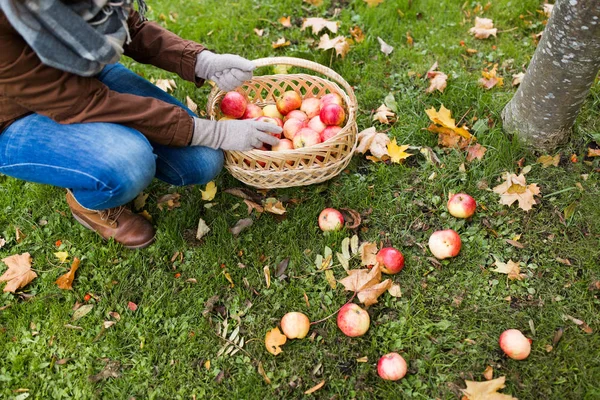 Femme avec panier cueillette des pommes au jardin d'automne — Photo