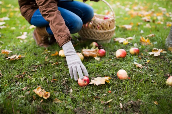 Donna con cesto raccolta mele nel giardino autunnale — Foto Stock