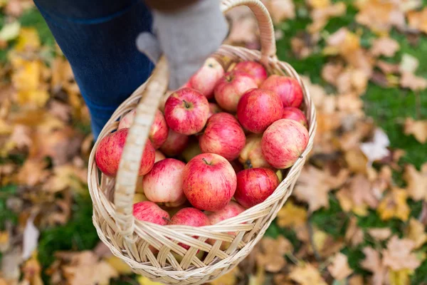 Mujer con cesta de manzanas en el jardín de otoño — Foto de Stock