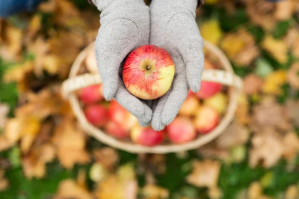 Woman with basket of apples at autumn garden — Stock Photo, Image