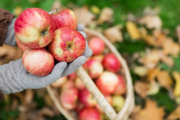 Mujer con cesta de manzanas en el jardín de otoño — Foto de Stock