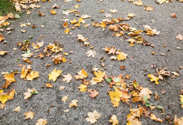 Fallen autumn maple leaves on ground — Stock Photo, Image