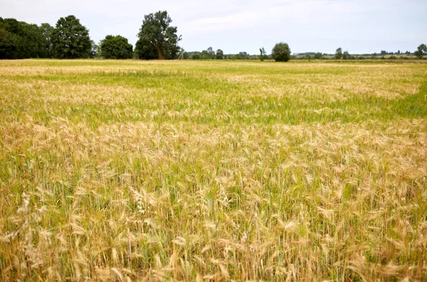 Az érett rozs or búza spikelets gabona területen — Stock Fotó