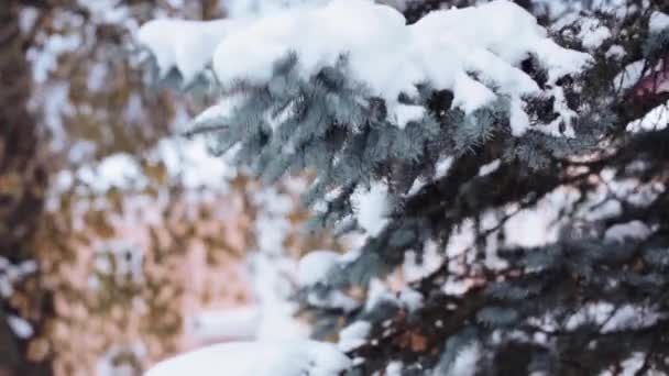 Рука, стряхивающая снег с еловой ветви в зимнем лесу — стоковое видео