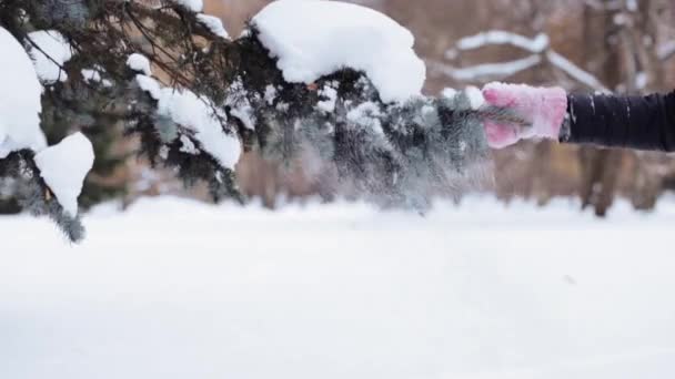 Ruka třese sníh z jedle větve v zimě lese — Stock video