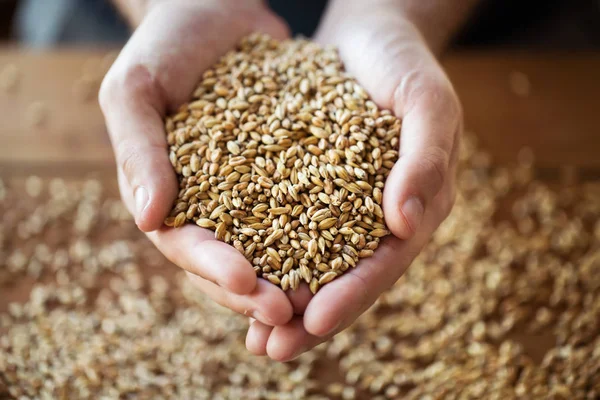 Male farmers hands holding malt or cereal grains — Stock Photo, Image