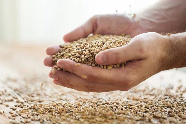 Hombres agricultores manos que sostienen granos de malta o cereales — Foto de Stock