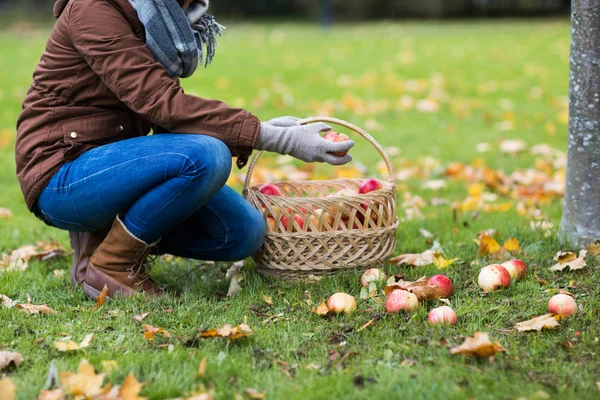 Donna con cesto raccolta mele nel giardino autunnale — Foto Stock