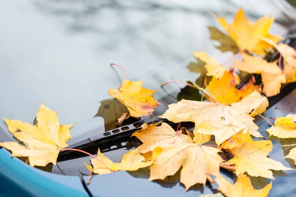 秋の紅葉と車のワイパーのクローズ アップ — ストック写真