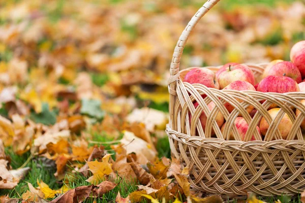 Canasta de mimbre de manzanas rojas maduras en el jardín de otoño — Foto de Stock