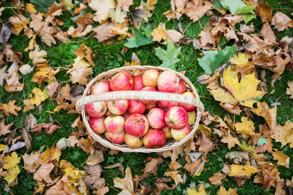 Canasta de mimbre de manzanas rojas maduras en el jardín de otoño — Foto de Stock