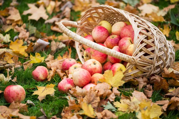 Canasta de mimbre de manzanas rojas maduras en el jardín de otoño — Foto de Stock