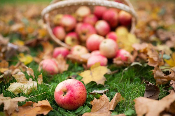 Canasta de mimbre de manzanas rojas maduras en el jardín de otoño — Foto de Stock