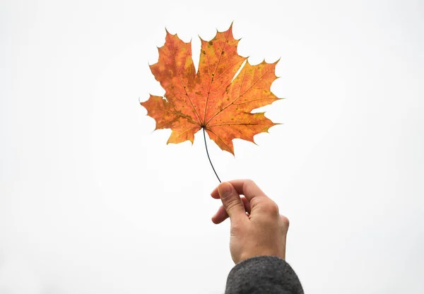 Zbliżenie na ręce kobieta z jesiennych liści klonu — Zdjęcie stockowe