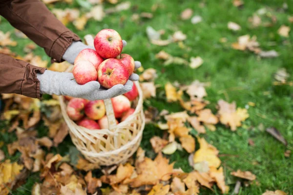 Женщина с корзиной яблок в осеннем саду — стоковое фото