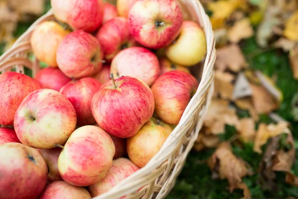Cesta de vime de maçãs vermelhas maduras no jardim de outono — Fotografia de Stock