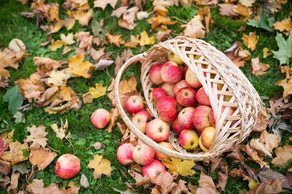 Canasta de mimbre de manzanas rojas maduras en el jardín de otoño — Foto de Stock