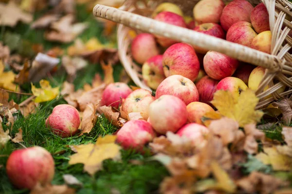 Hasır sepet sonbahar Garden olgun Kırmızı elma Stok Fotoğraf