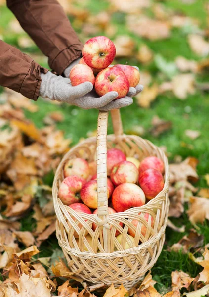 Mujer con cesta de manzanas en el jardín de otoño — Foto de Stock