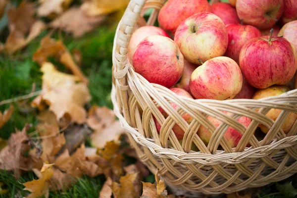 Canasta de mimbre de manzanas rojas maduras en el jardín de otoño — Foto de Stock