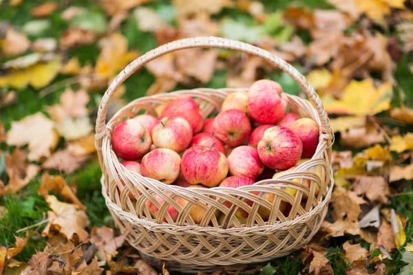 Cesta de vime de maçãs vermelhas maduras no jardim de outono — Fotografia de Stock