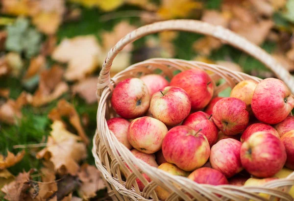 Canasta de mimbre de manzanas rojas maduras en el jardín de otoño — Foto de Stock