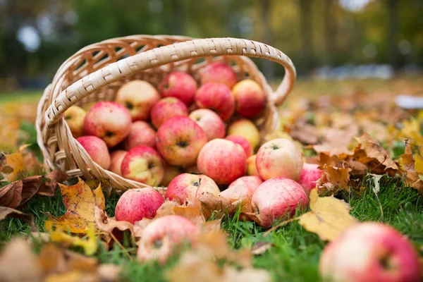 Canasta de mimbre de manzanas rojas maduras en el jardín de otoño — Foto de Stock