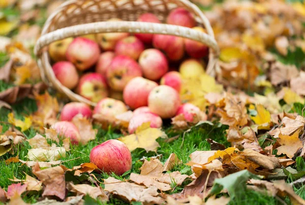 Canasta de mimbre de manzanas rojas maduras en el jardín de otoño — Foto de Stock