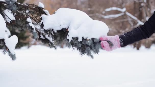 Mano sacudiendo la nieve de la rama de abeto en el bosque de invierno — Vídeo de stock