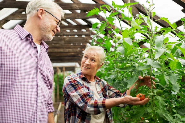 Happy senior couple at farm greenhouse — Stock Photo, Image