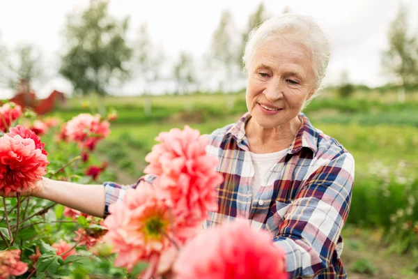 Donna anziana con fiori in giardino estivo — Foto Stock